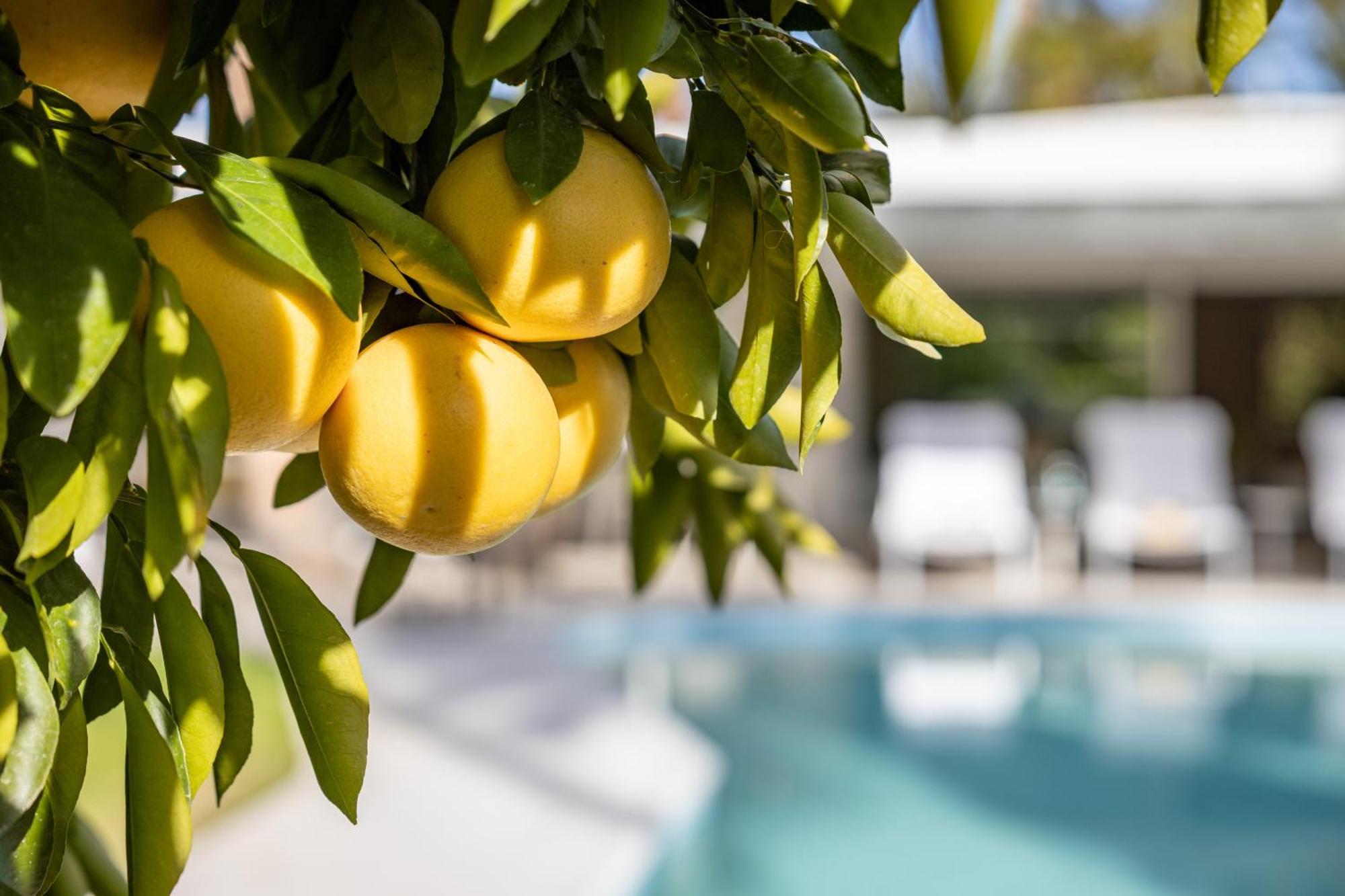 Willa Casa Cactus By Acme House Company Palm Springs Zewnętrze zdjęcie